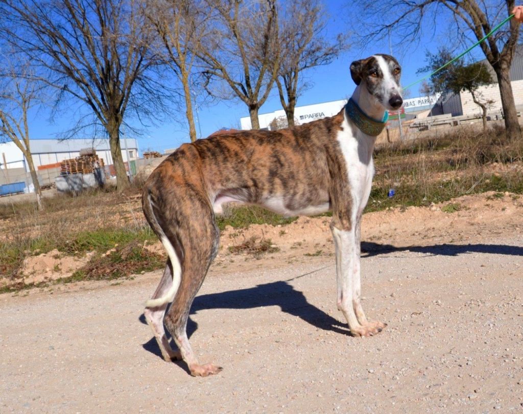 Photo de LEGOLAS, un lévrier en attente d adoption