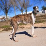 Photo de LEGOLAS, un lévrier à adopté