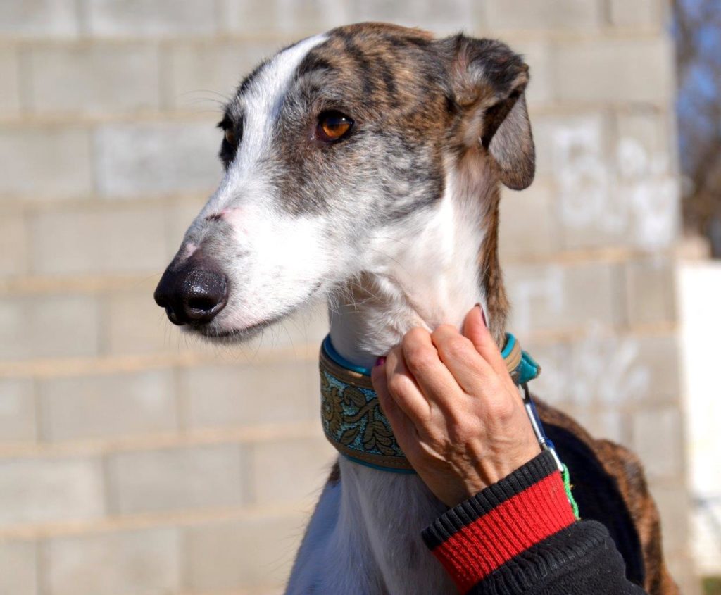 Photo de LEGOLAS, un lévrier en attente d adoption