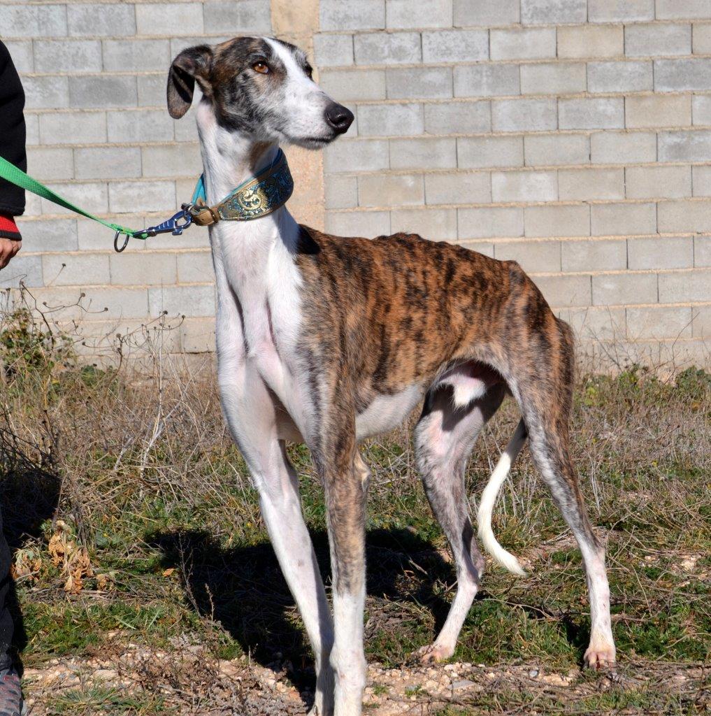 Photo de LEGOLAS, un lévrier en attente d adoption