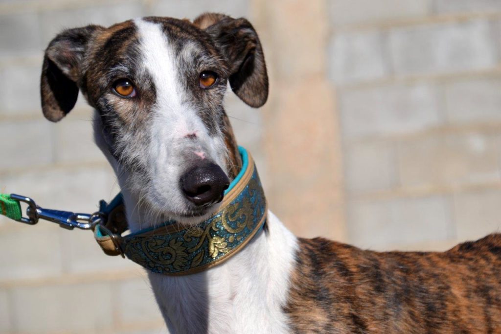 Photo de LEGOLAS, un lévrier en attente d adoption