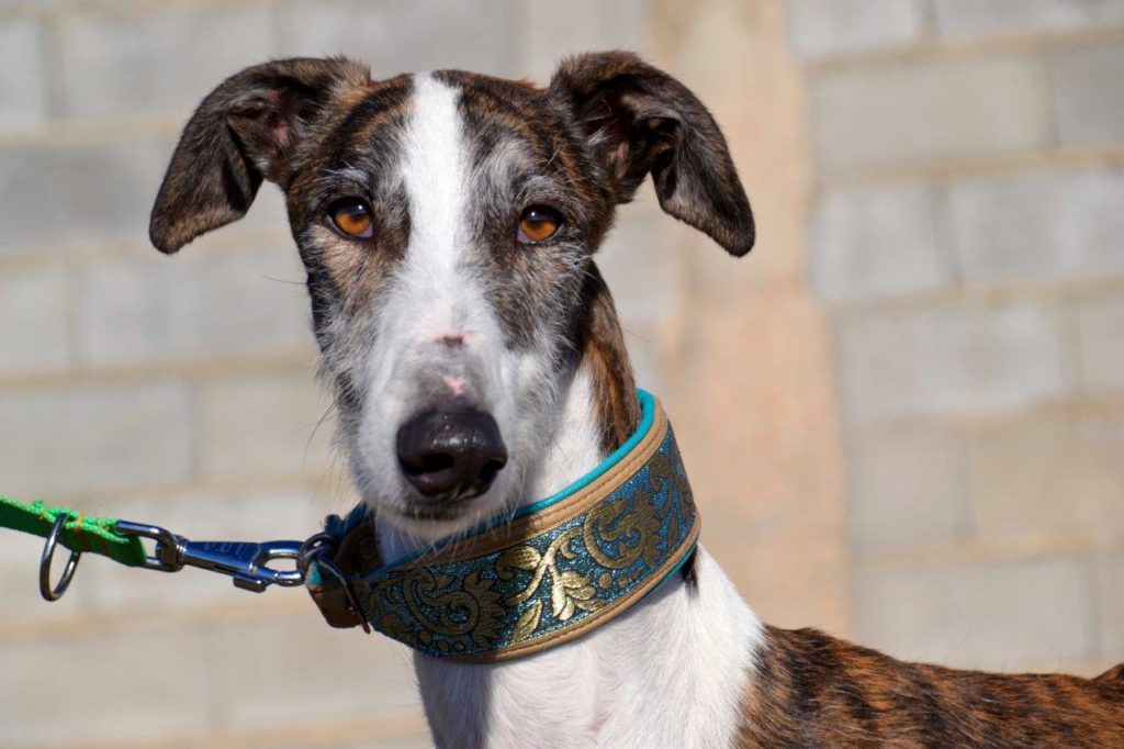 Photo de LEGOLAS, un lévrier en attente d adoption