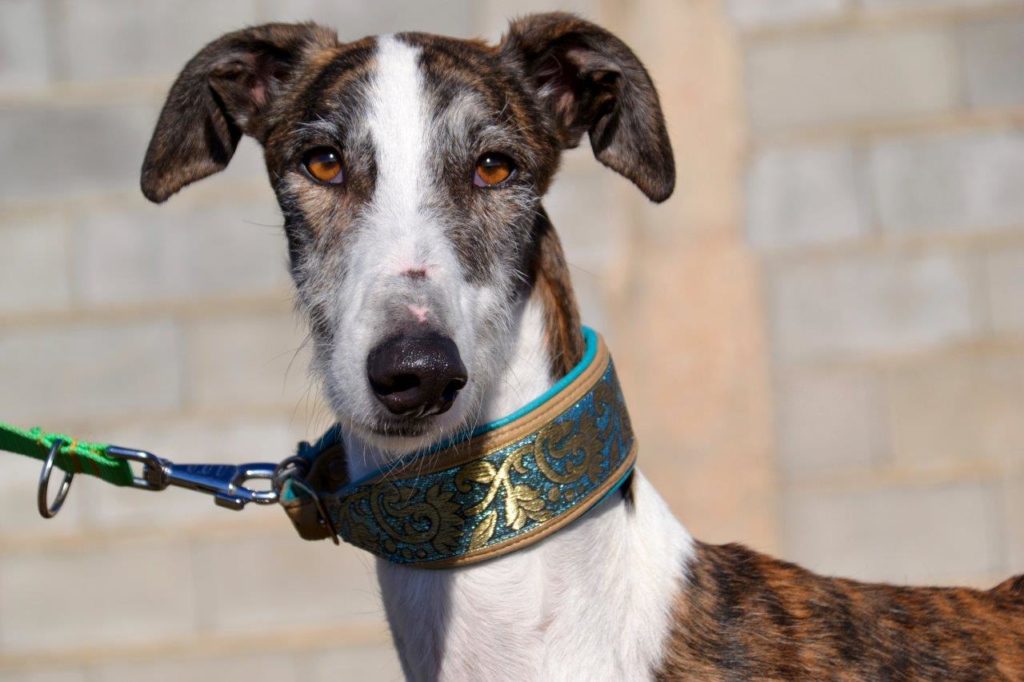 Photo de LEGOLAS, un lévrier en attente d adoption