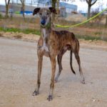 Photo de LINDOR, lévrier qui à été adopté