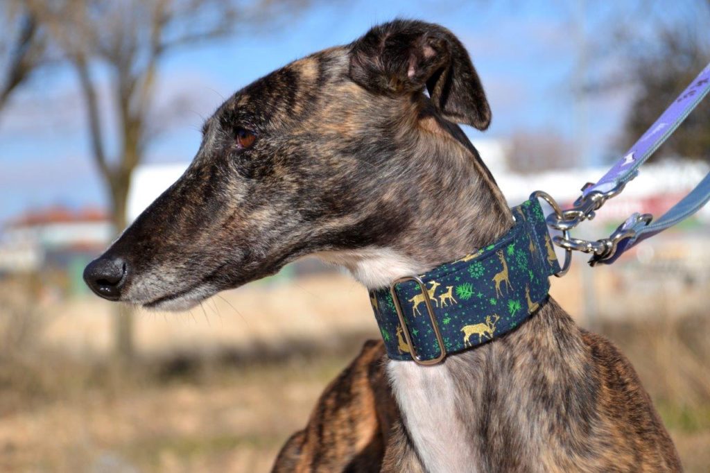 Photo de SAMANTHA, un lévrier en attente d adoption