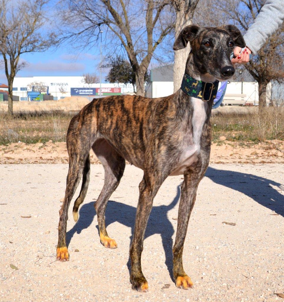 Photo de SAMANTHA, un lévrier en attente d adoption