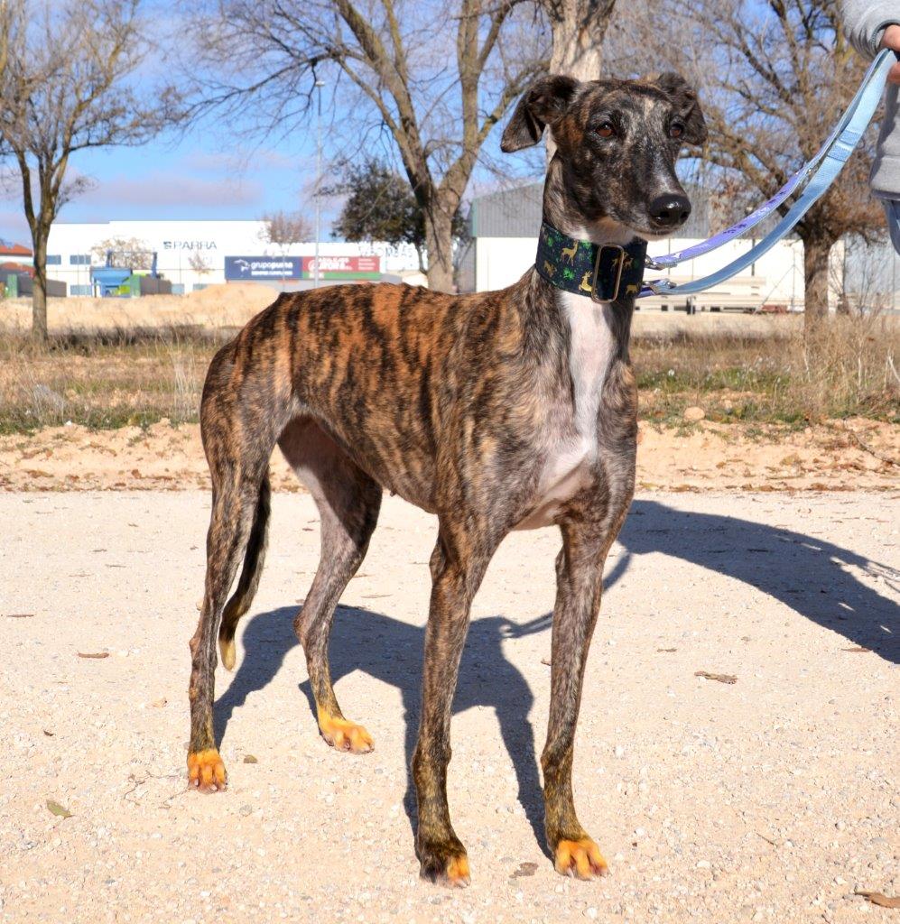 Photo de SAMANTHA, un lévrier en attente d adoption