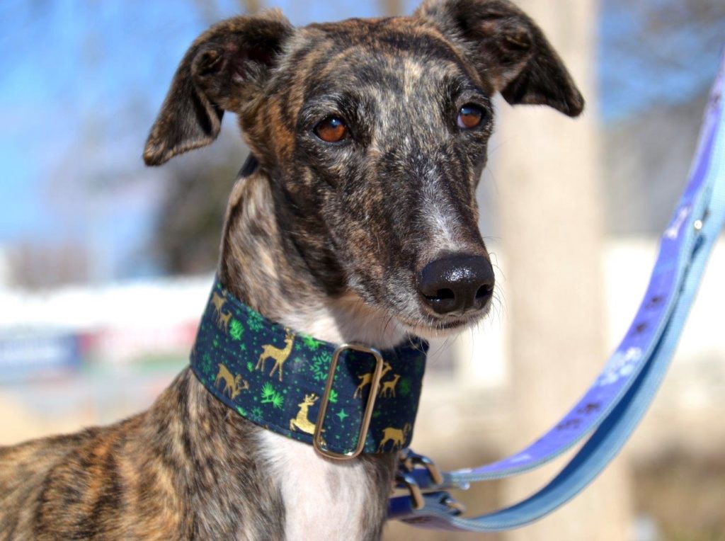 Photo de SAMANTHA, un lévrier en attente d adoption