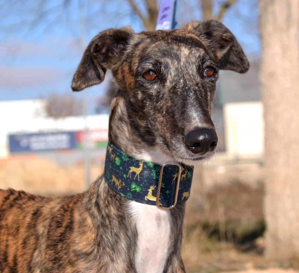 Photo de SAMANTHA, un lévrier en attente d adoption