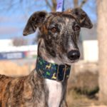 Photo de SAMANTHA, un lévrier à adopté