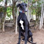 Photo de TANIA, lévrier qui à été adopté