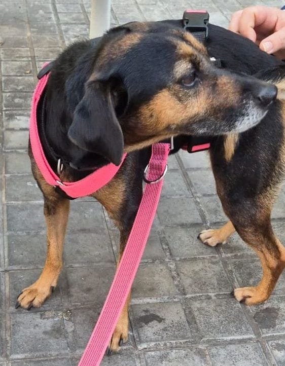 Photo de TOSCANA, un lévrier en attente d adoption