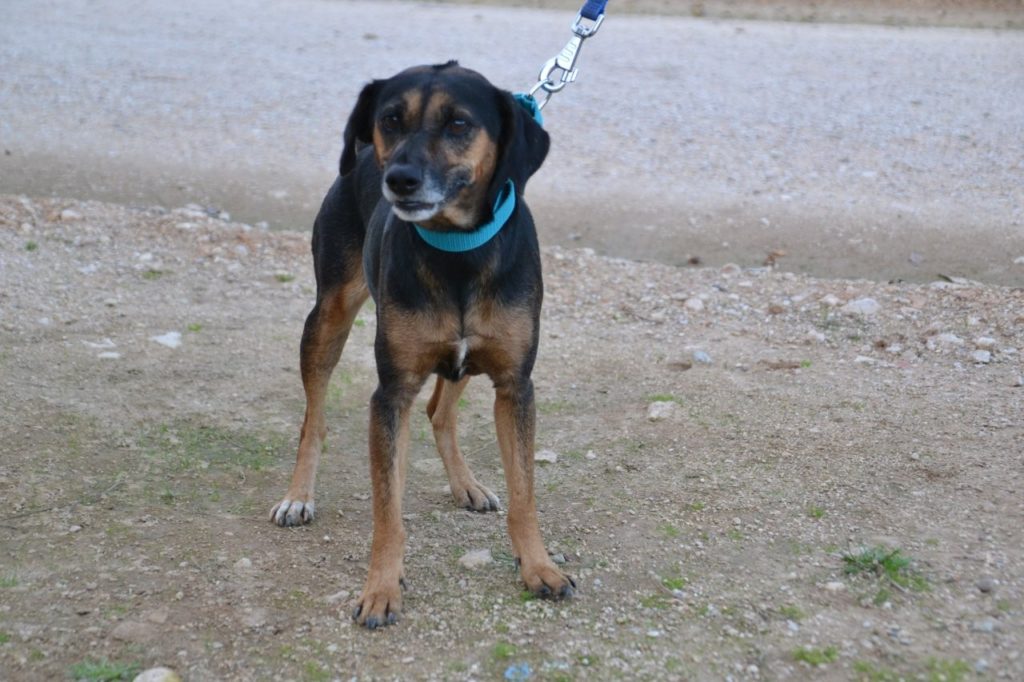 Photo de TOSCANA, un lévrier en attente d adoption