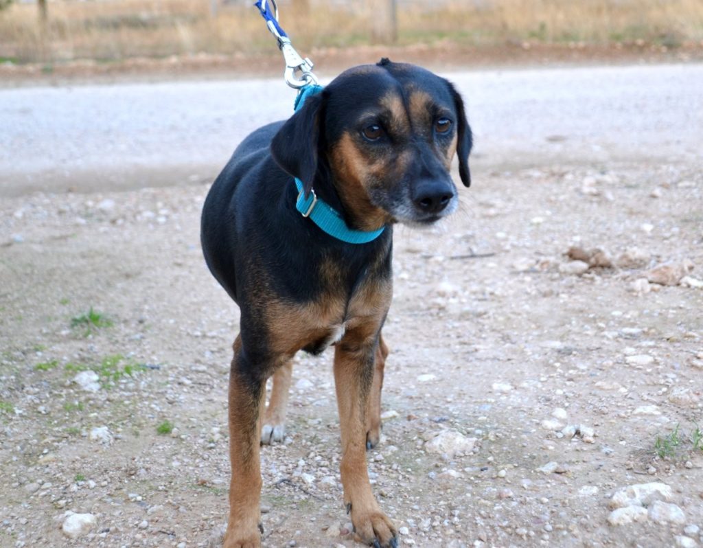 Photo de TOSCANA, un lévrier en attente d adoption