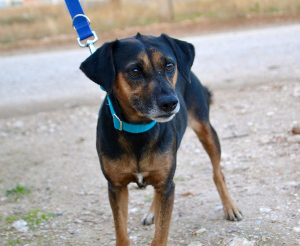 Photo de TOSCANA, un lévrier en attente d adoption