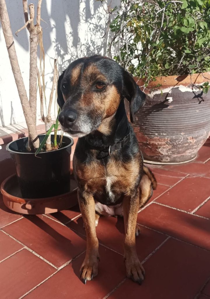 Photo de TOSCANA, un lévrier en attente d adoption