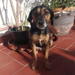 Photo de TOSCANA, un lévrier à adopté