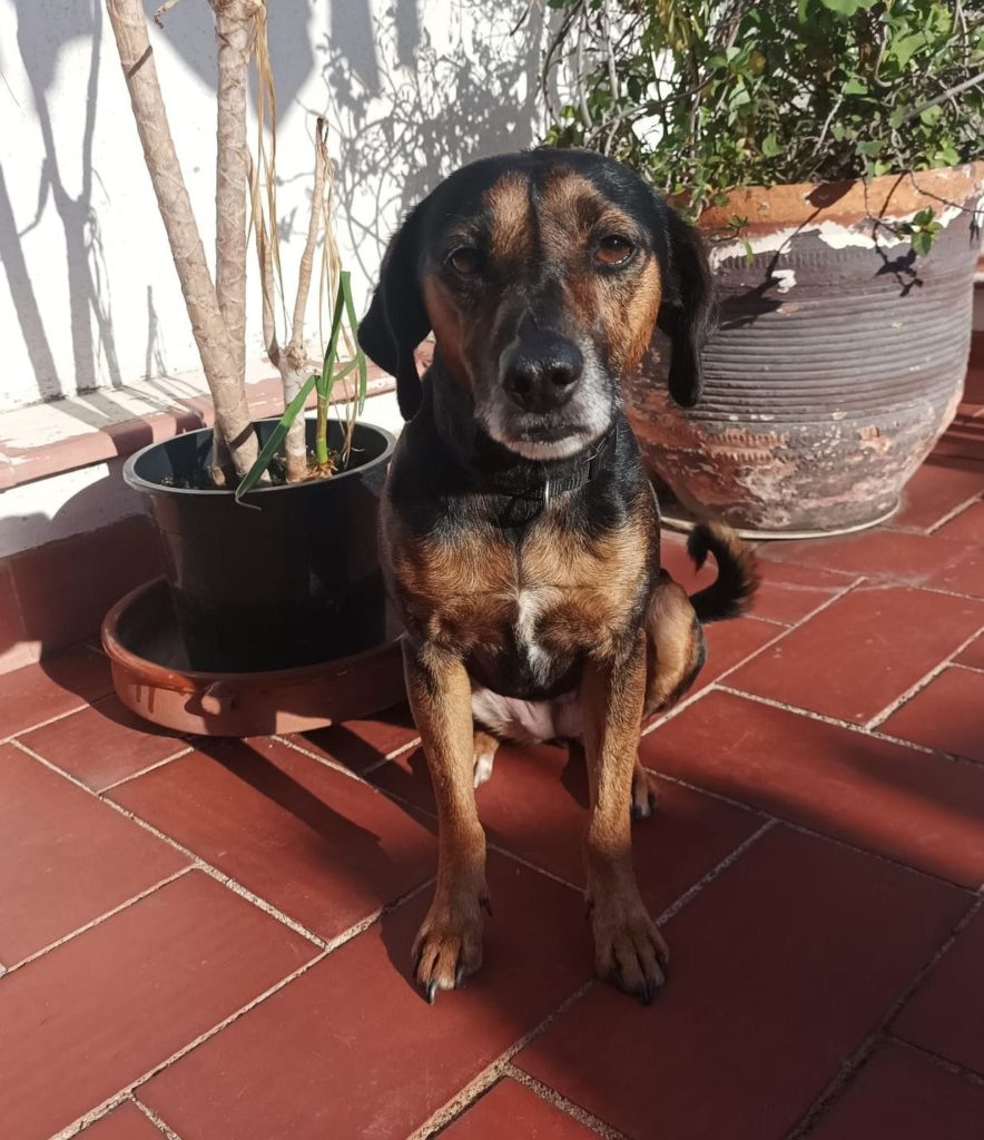Photo de TOSCANA, un lévrier en attente d adoption