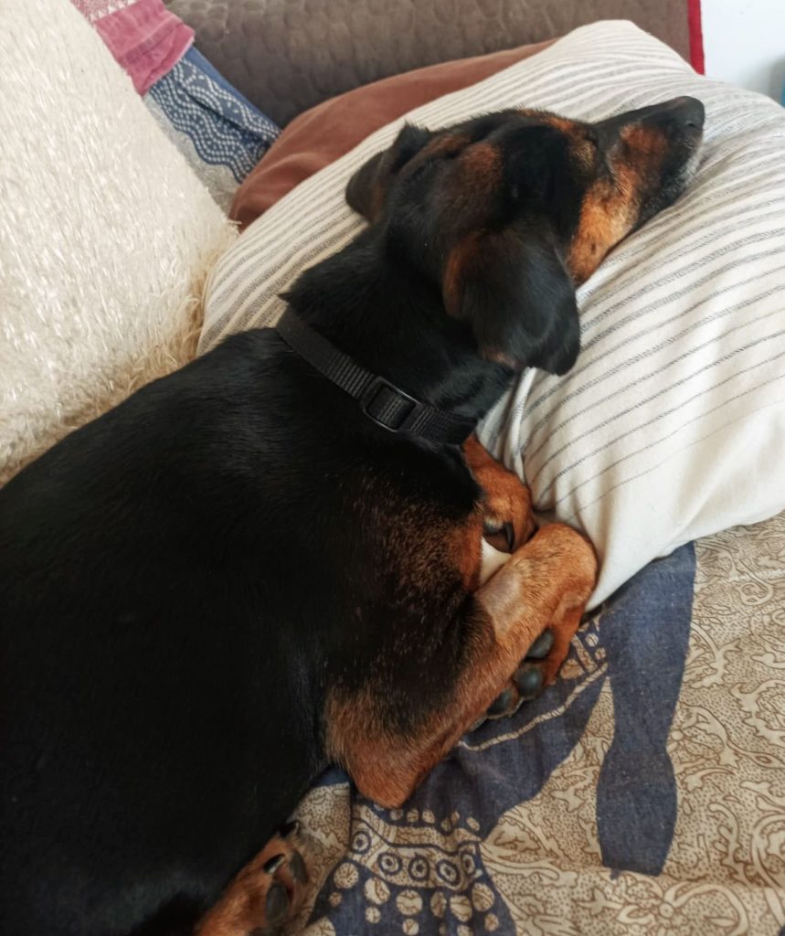 Photo de TOSCANA, un lévrier en attente d adoption