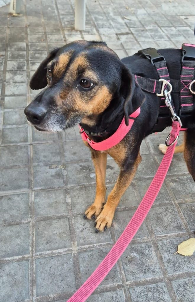 Photo de TOSCANA, un lévrier en attente d adoption