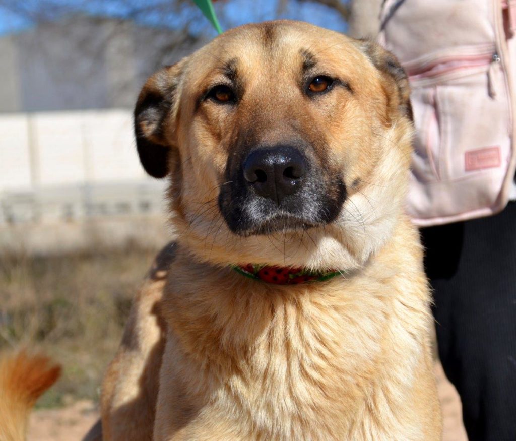 Photo de ZAYAH, un lévrier en attente d adoption
