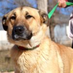 Photo de ZAYAH, un lévrier à adopté