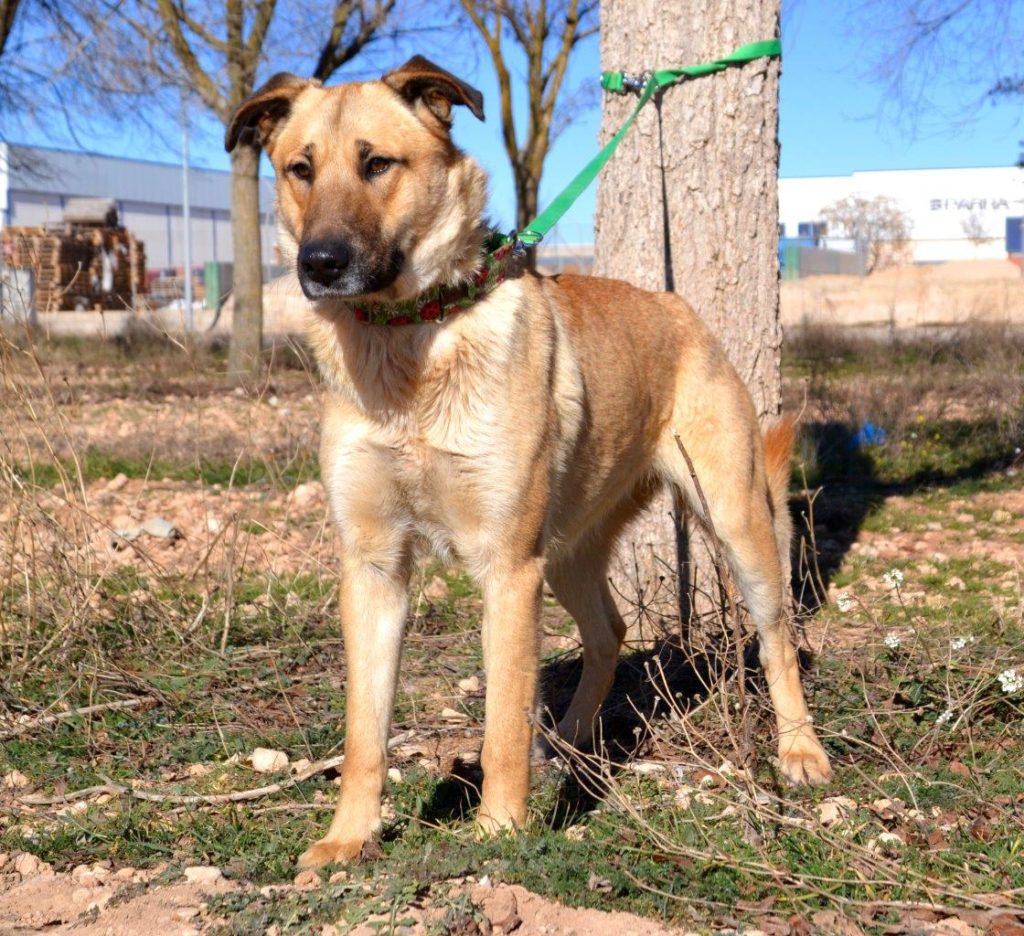 Photo de ZAYAH, un lévrier en attente d adoption