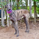 Photo de ZEUS, lévrier qui à été adopté