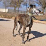Photo de ALMENDRA, un lévrier à adopté