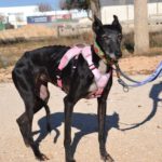 Photo de BOLITA, un lévrier à adopté