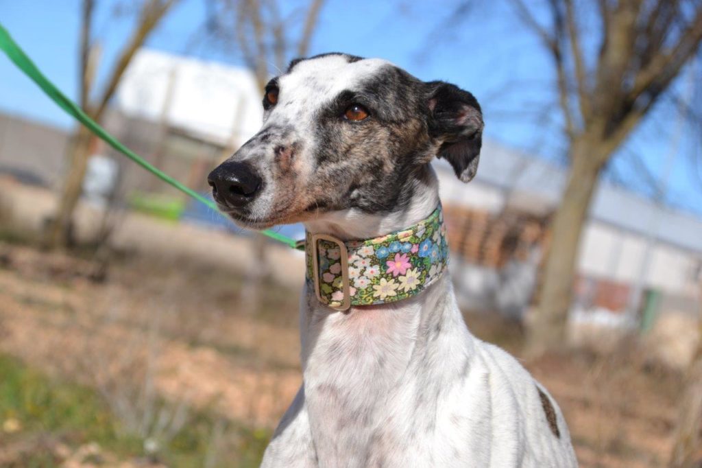 Photo de CATALINA, un lévrier en attente d adoption