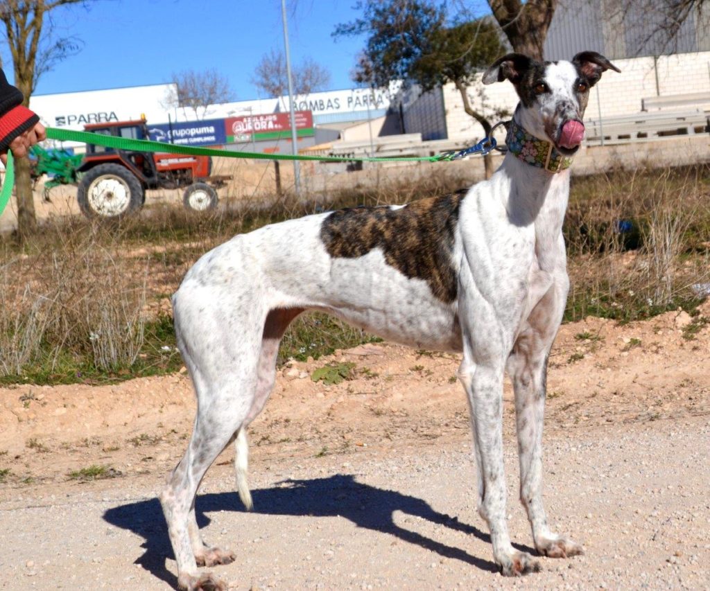 Photo de CATALINA, un lévrier en attente d adoption