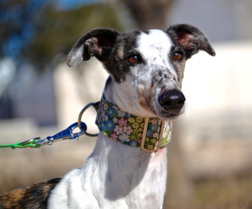 Photo de CATALINA, un lévrier en attente d adoption
