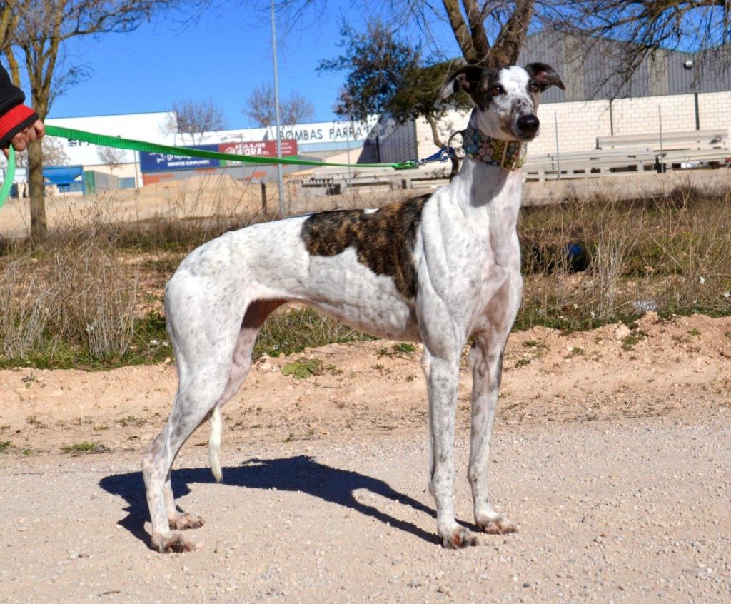 Photo de CATALINA, un lévrier en attente d adoption