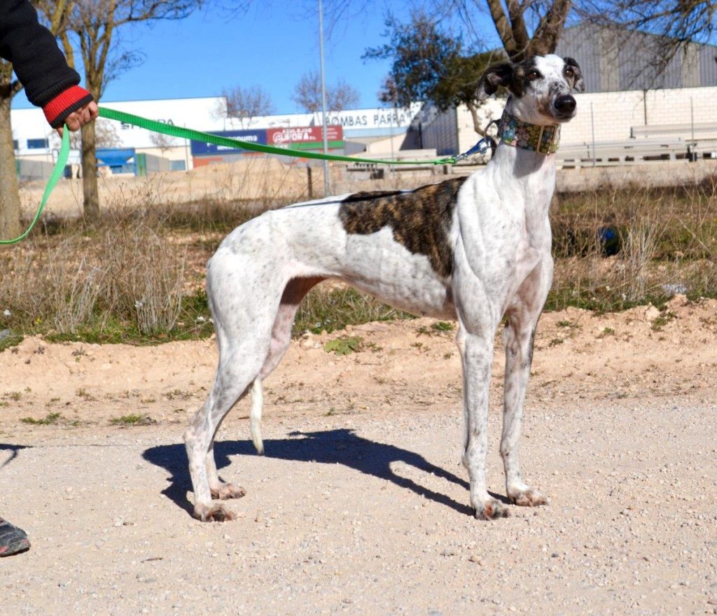 Photo de CATALINA, un lévrier en attente d adoption