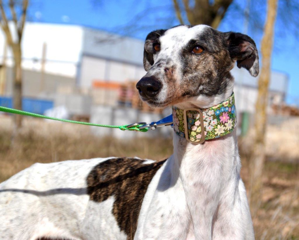 Photo de CATALINA, un lévrier en attente d adoption