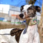 Photo de CATALINA, un lévrier à adopté