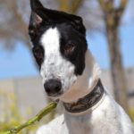 Photo de DOMINGO, un lévrier à adopté