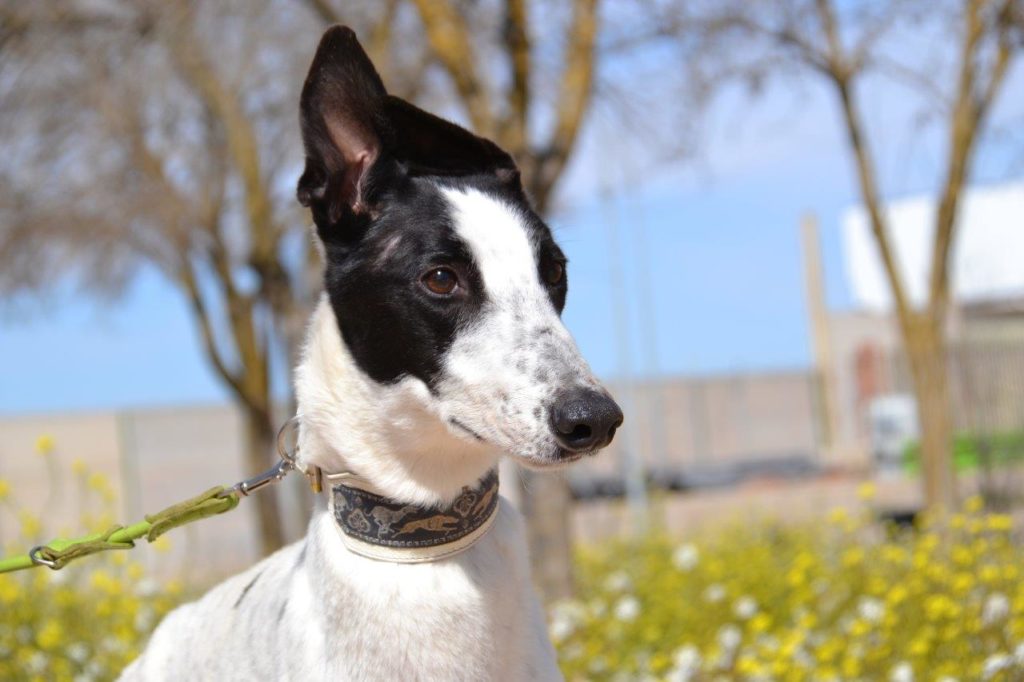 Photo de DOMINGO, un lévrier en attente d adoption