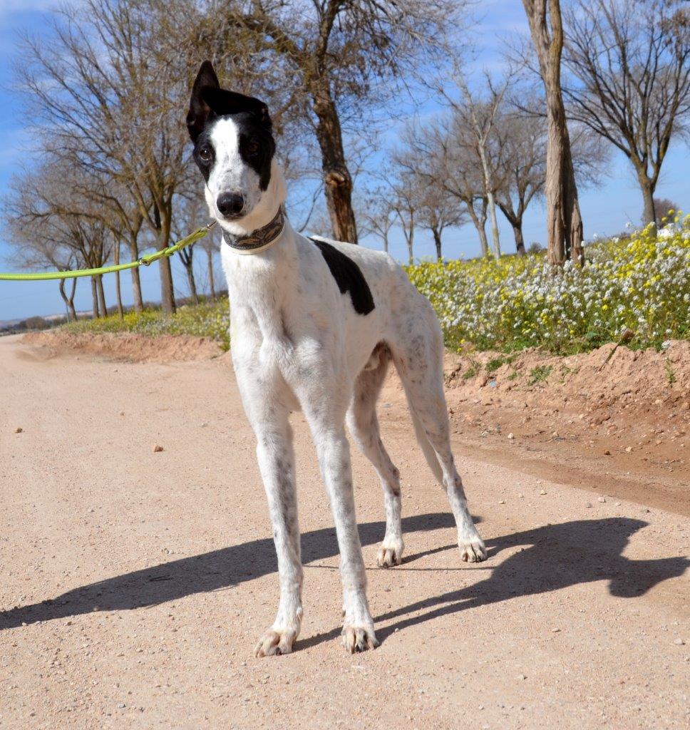 Photo de DOMINGO, un lévrier en attente d adoption