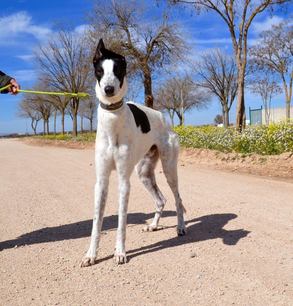 Photo de DOMINGO, un lévrier en attente d adoption