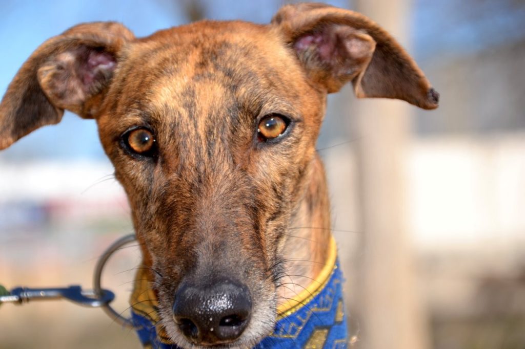 Photo de ADA, un lévrier en attente d adoption