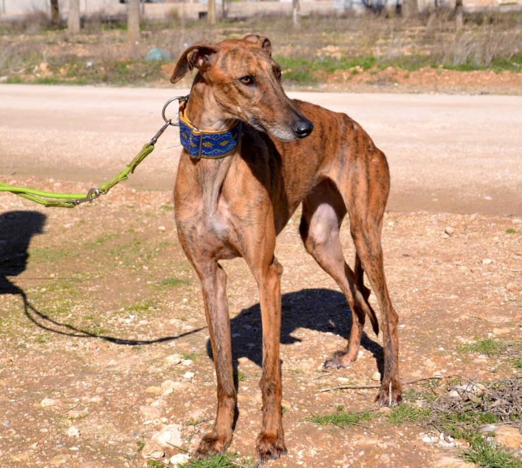 Photo de ADA, un lévrier en attente d adoption