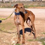 Photo de ADA, un lévrier à adopté