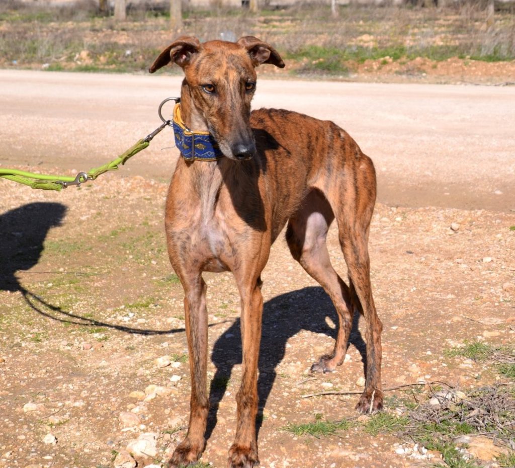 Photo de ADA, un lévrier en attente d adoption