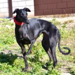 Photo de CARMINA, un lévrier à adopté