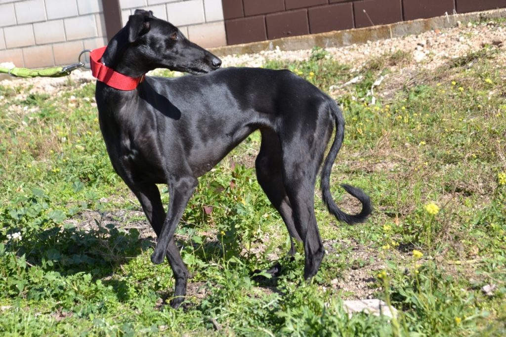 Photo de CARMINA, un lévrier en attente d adoption