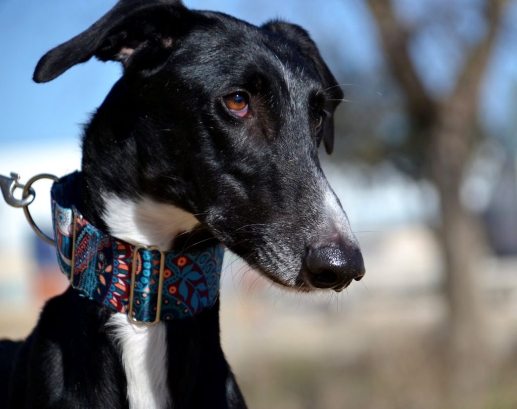 Photo de MONTE, un lévrier en attente d adoption