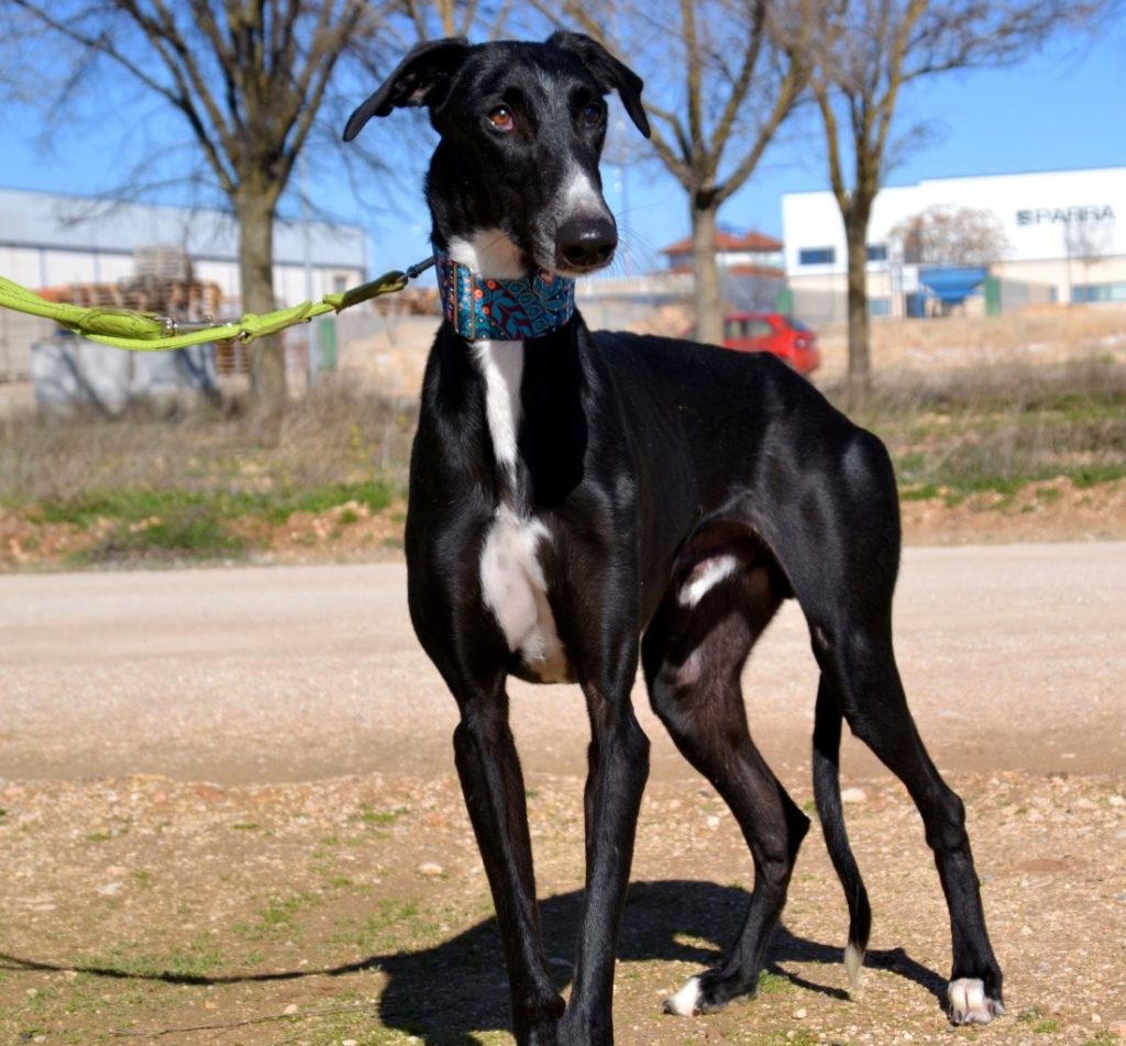 Photo de MONTE, un lévrier en attente d adoption