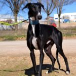 Photo de MONTE, un lévrier à adopté